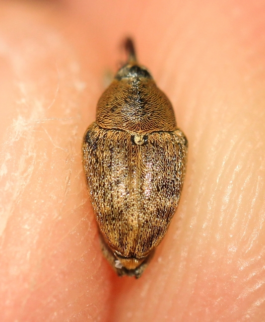 Curculio glandium - tölgymakkzsuzsóka