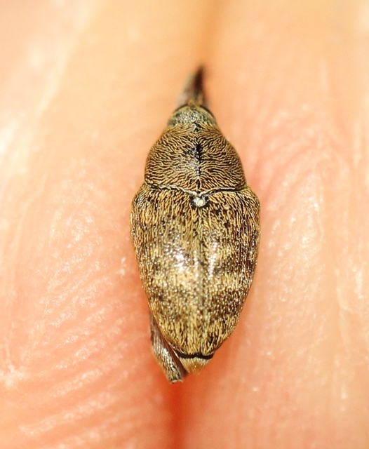 Curculio glandium - tölgymakkzsuzsóka