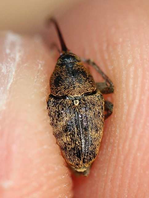 Curculio glandium - tölgymakkzsuzsóka