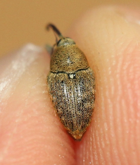Curculio glandium - tölgymakkzsuzsóka