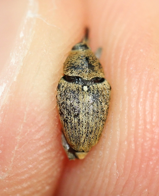 Curculio glandium - tölgymakkzsuzsóka
