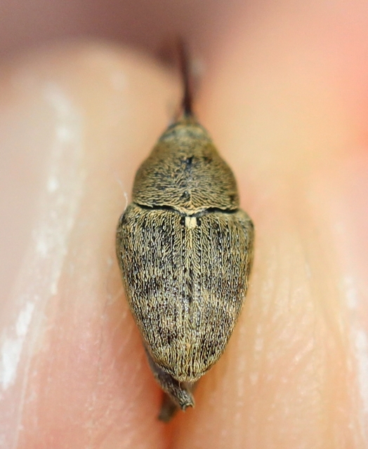 Curculio glandium - tölgymakkzsuzsóka
