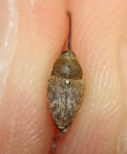 Curculio glandium - tölgymakkzsuzsóka