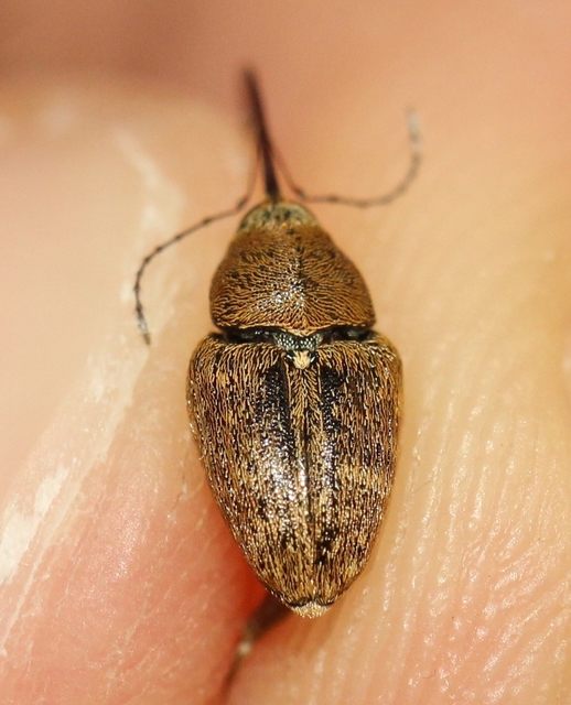 Curculio glandium - tölgymakkzsuzsóka
