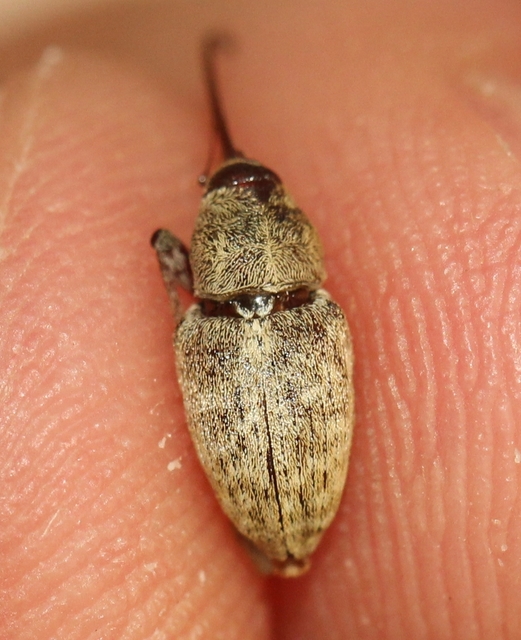 Curculio elephas - gesztenyezsuzsóka