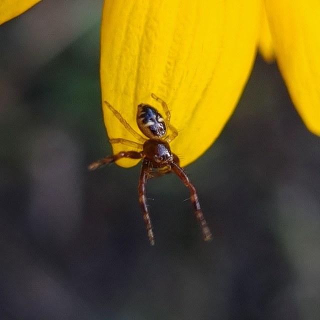 Synema globosum/ornatum