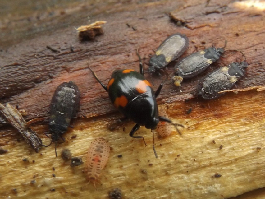 Scaphidium quadrimaculatum - négyfoltos sajkabogár
