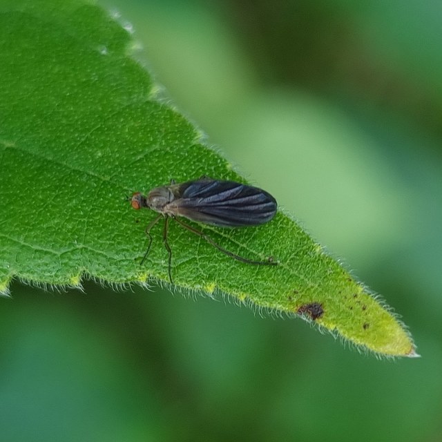 Empididae - táncoslegyek