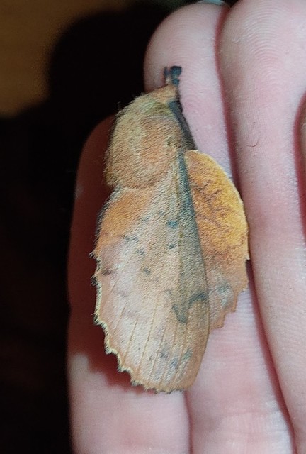 Gastropacha quercifolia - tölgylevélpohók