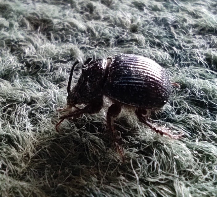 Odonteus armiger - mozgószarvú álganéjtúró