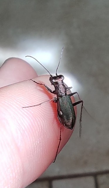 Cylindera germanica - parlagi homokfutrinka