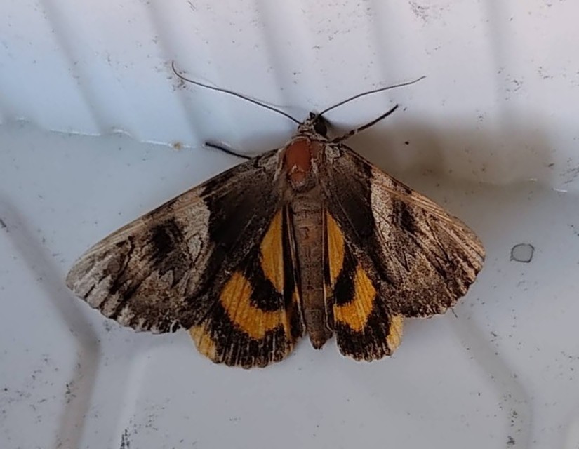 Catocala fulminea - galagonya-övesbagoly