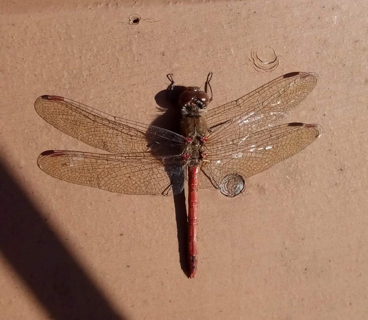 Sympetrum striolatum/vulgatum