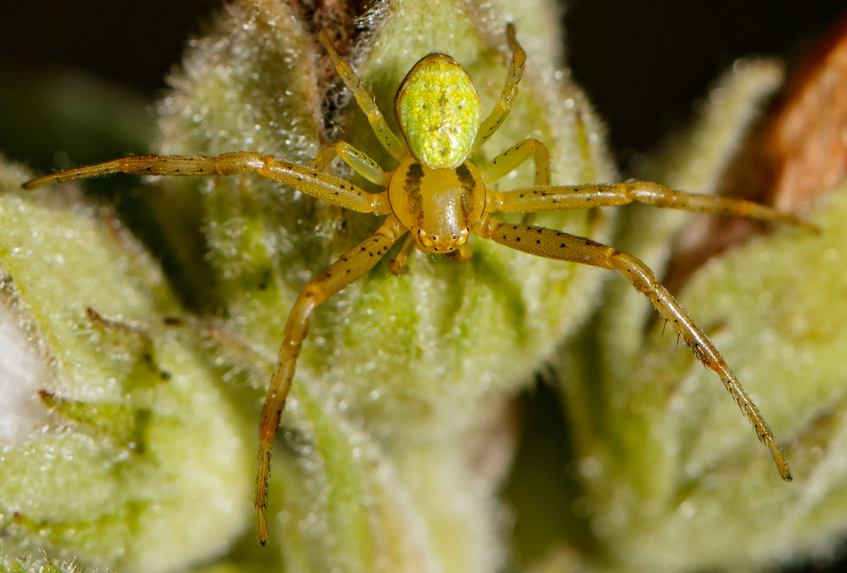 Ebrechtella tricuspidata - alakoskodó karolópók