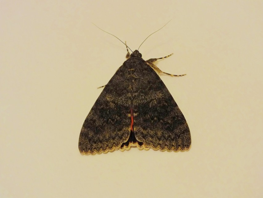 Catocala elocata - közönséges övesbagoly