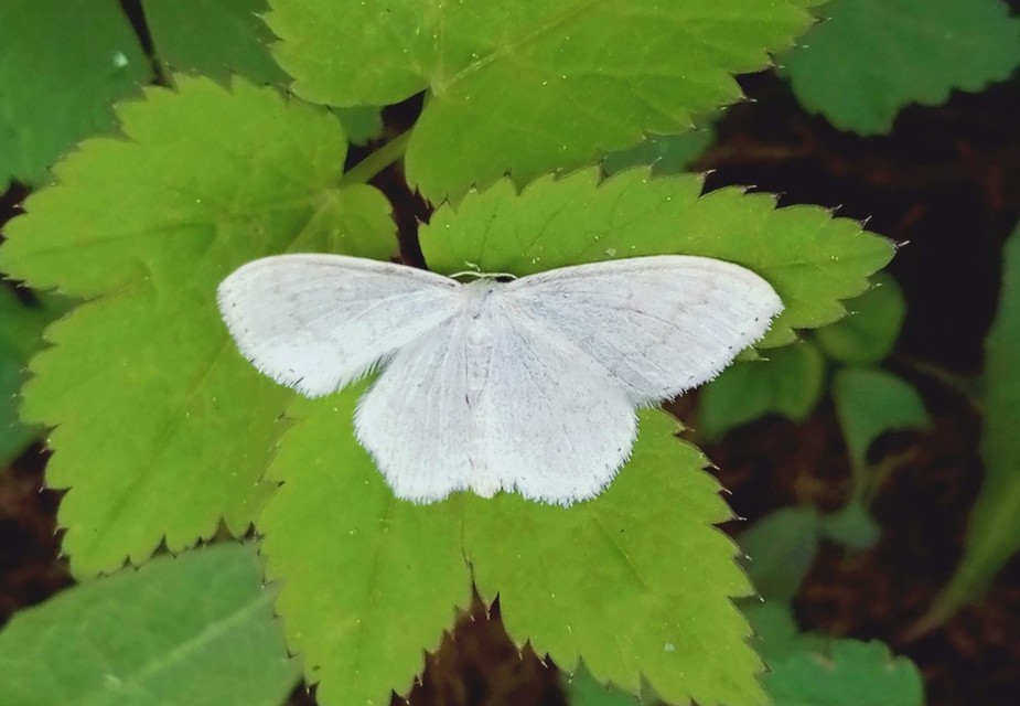 Scopula floslactata - tejfehér sávosaraszoló