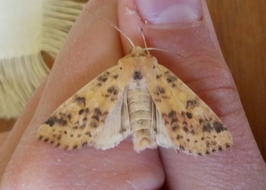 Cirrhia gilvago - foltos sárgabagoly