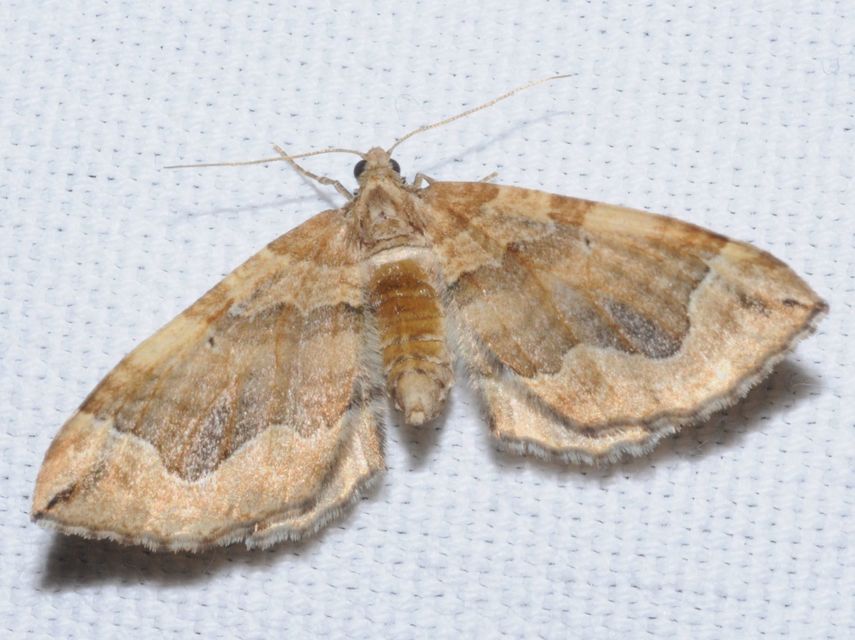 Pelurga comitata - nagy tarkaaraszoló