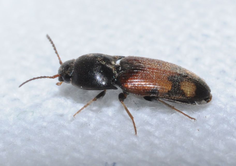 Drasterius bimaculatus - változékony pattanó
