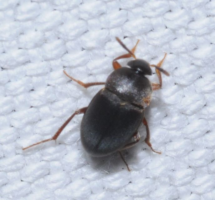 Leiodidae - pecebogárfélék Leiodidae - pecebogárfélék