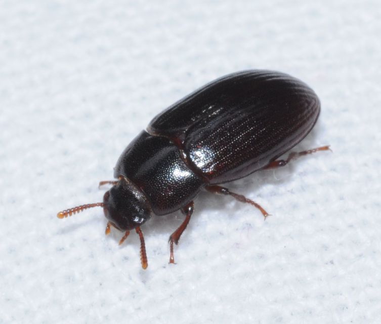 Alphitobius diaperinus