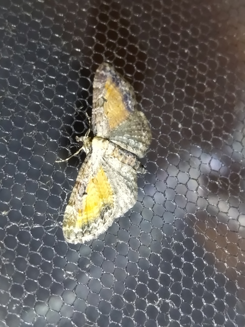 Eupithecia icterata - rozsdafoltos törpearaszoló