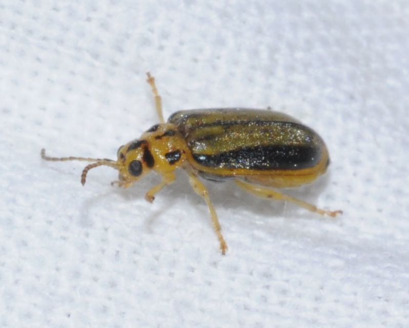 Xanthogalerucella luteola - szilfa-olajosbogár