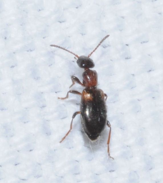 Omonadus formicarius - simanyakú fürgebogár
