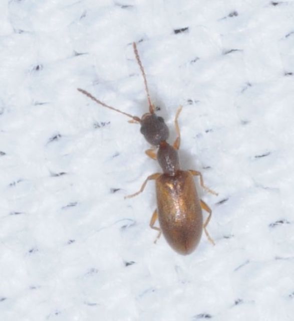 Endomia tenuicollis - keskenynyakú fürgebogár