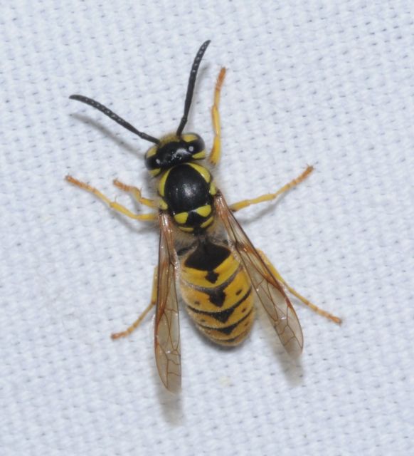 Vespula germanica - német darázs