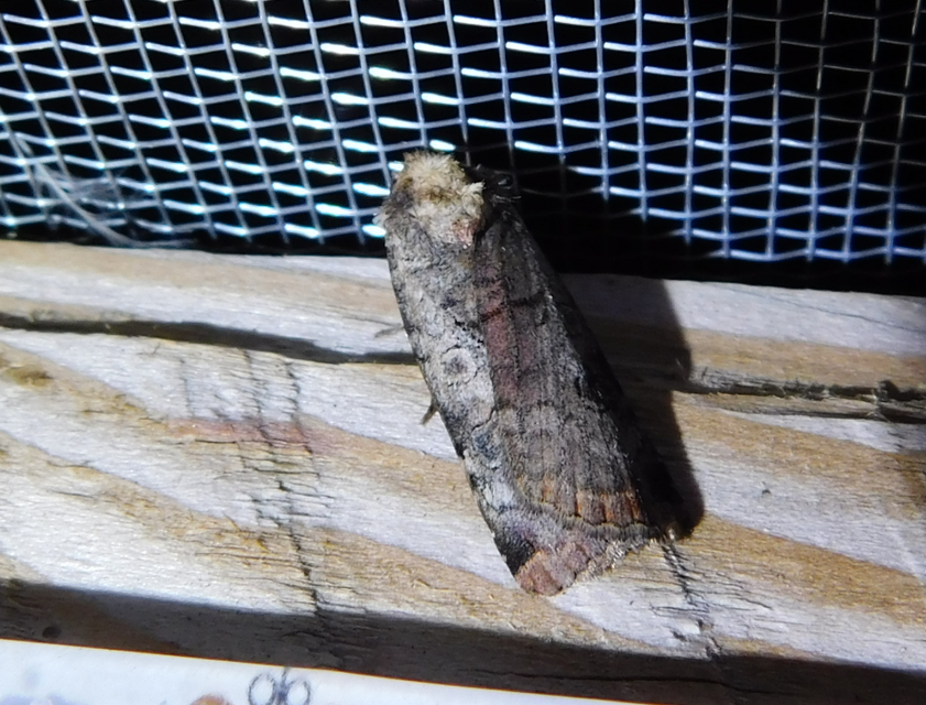 Epilecta linogrisea - karcsú sárgafűbagoly