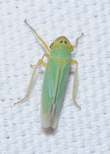 Cicadella viridis - méregzöld kabóca