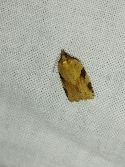 Clepsis spectrana - szalmaszínű sodrómoly