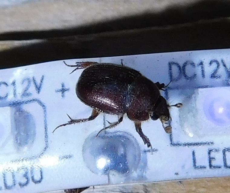 Ochodaeus chrysomeloides - alkonyati homoktúróbogár Ochodaeus chrysomeloides - alkonyati homoktúróbogár