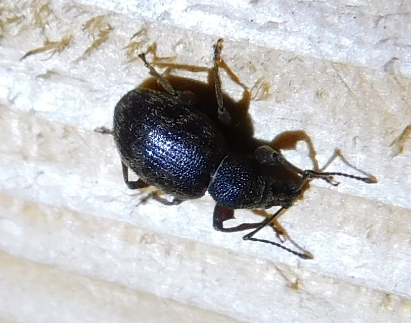 Otiorhynchus smreczynskii - zömök gyalogormányos
