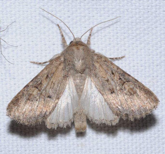 Luperina testacea - barnás szürkebagoly