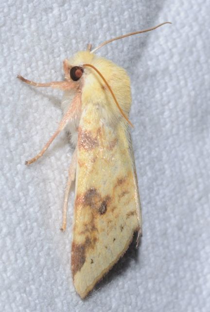 Cirrhia icteritia - nyárfa-sárgabagoly