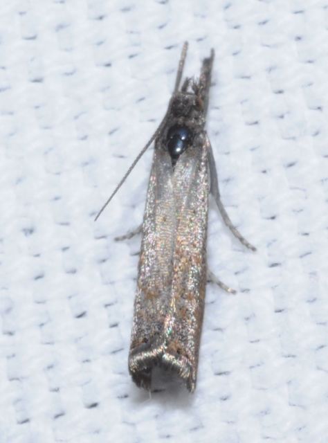 Platytes cerussella - törpe fűgyökérmoly