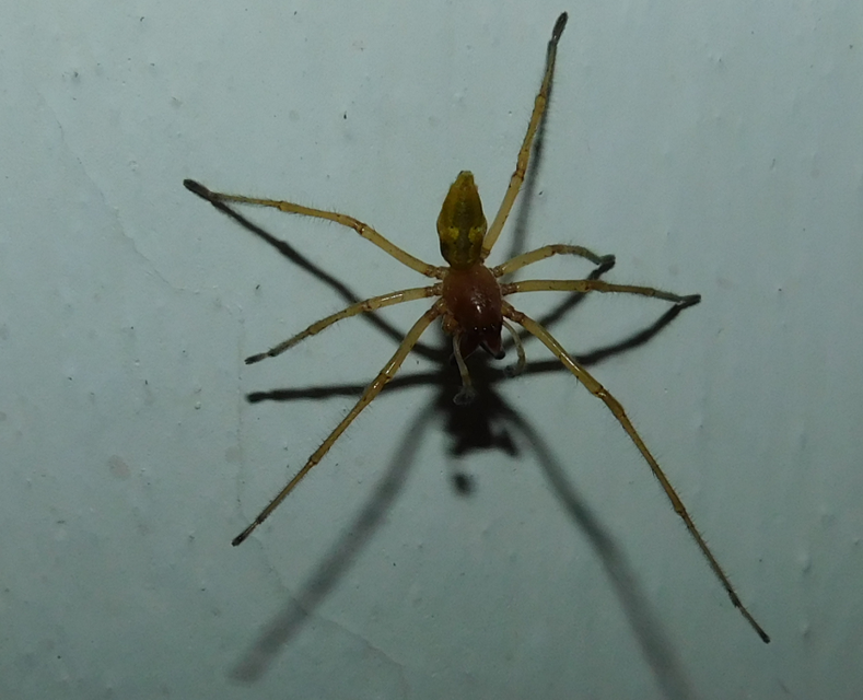 Cheiracanthium punctorium - mérges dajkapók