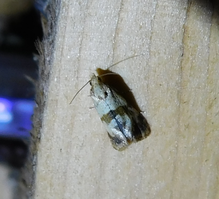 Phalonidia contractana - pipitér-fúrómoly