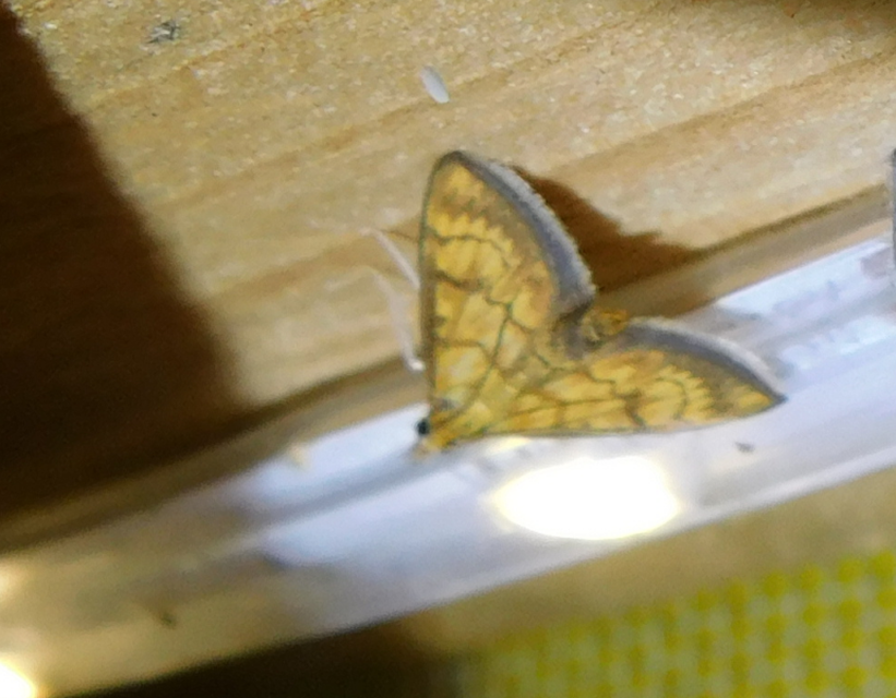 Ecpyrrhorrhoe rubiginalis - rozsdavörös tűzmoly
