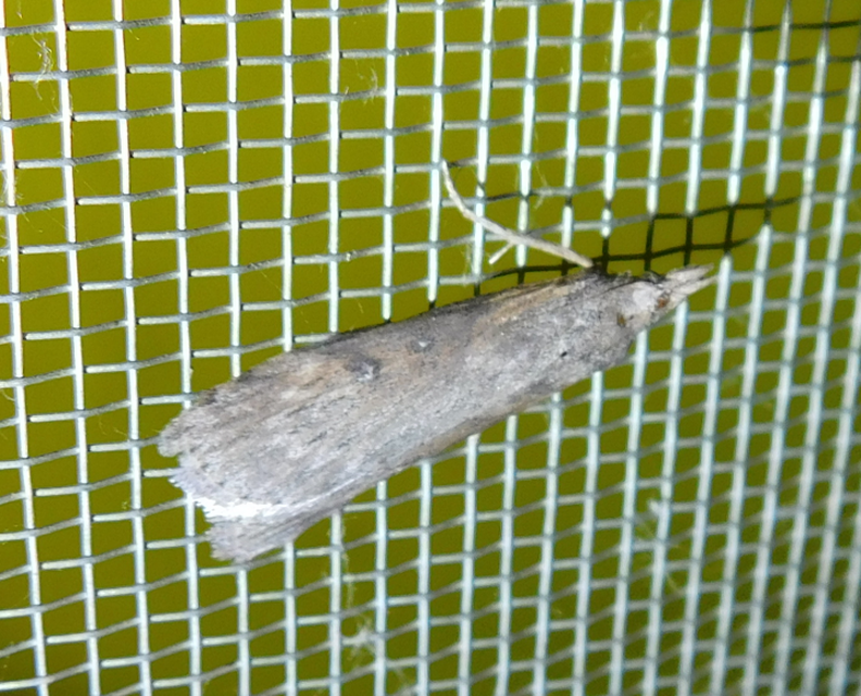 Lamoria