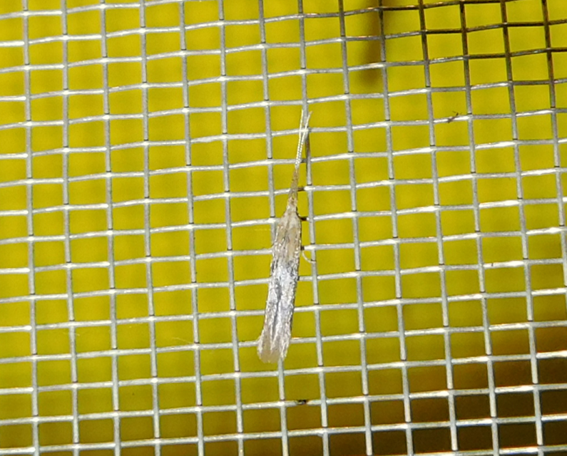 Coleophora