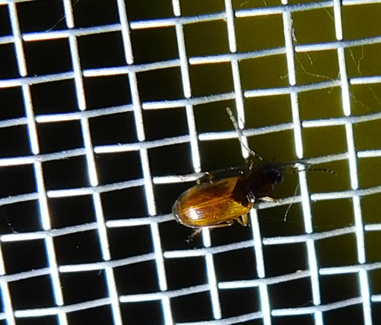 Anthracus consputus - nyerges kisdedfutó