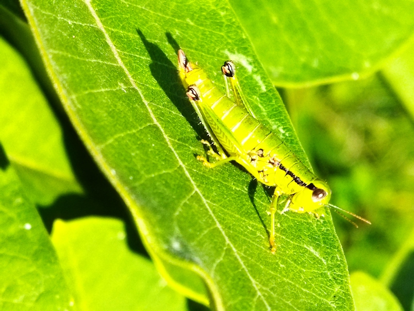 Odontopodisma decipiens - déli hegyisáska