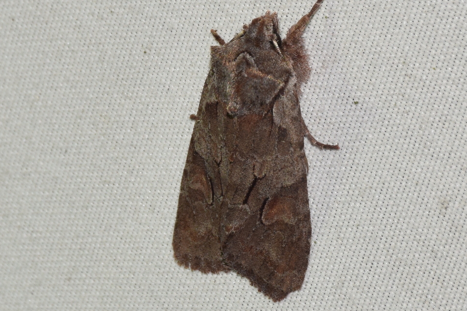 Lithophane furcifera - villás fabagoly