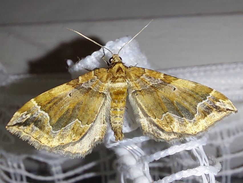Pelurga comitata - nagy tarkaaraszoló