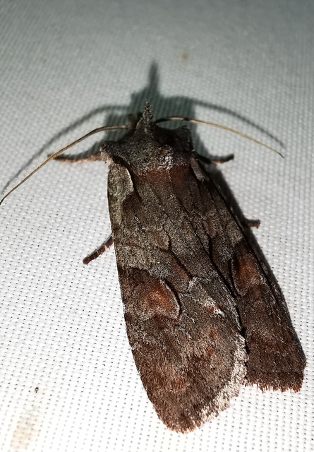 Lithophane furcifera - villás fabagoly