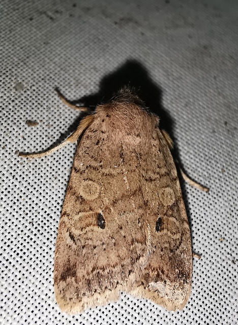 Propenistra laevis - könnyű őszibagoly