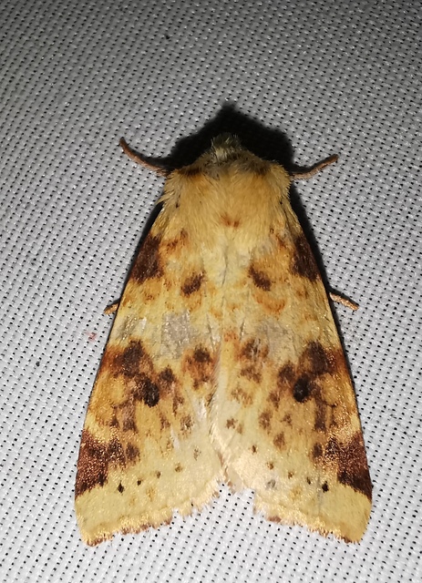 Cirrhia icteritia - nyárfa-sárgabagoly